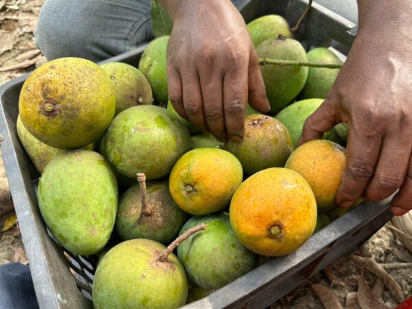 ন্যাচারাল হিমসাগর আম - Image 2