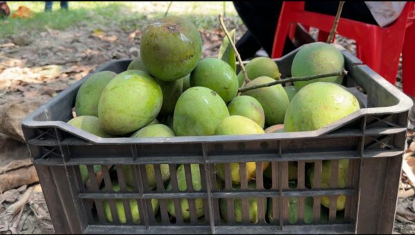 ন্যাচারাল হিমসাগর আম - Image 3